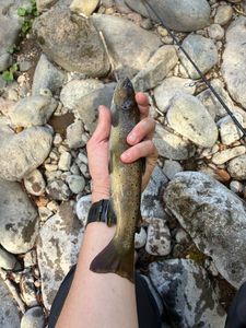 Brown Trout