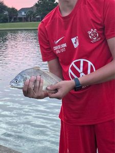 Drum fish