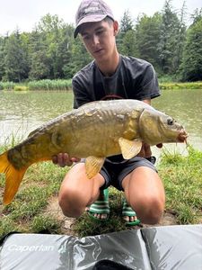 Mirror Carp