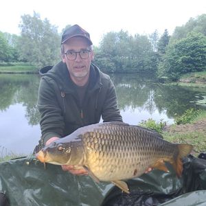 Common Carp