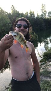 European Perch