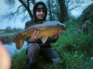 Common Carp