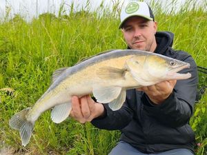 Zander
