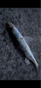 Zander