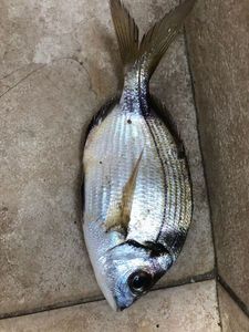 Black Seabream