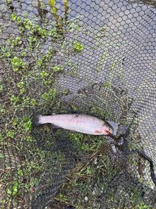 Rainbow Trout