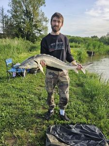Sturgeon