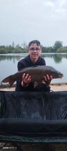 Common Carp