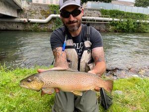 Brown Trout