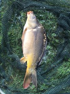 Leather Carp