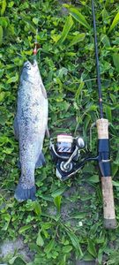Rainbow Trout