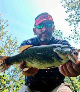 Largemouth Bass