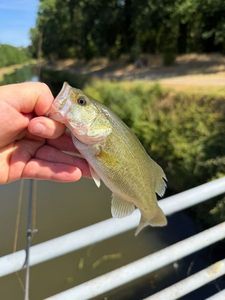 Largemouth Bass