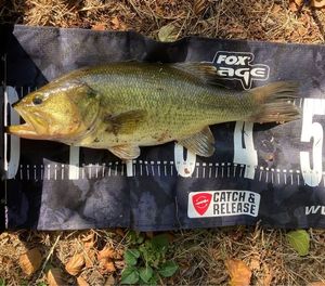 Largemouth Bass