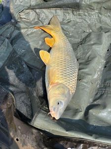 Common Carp