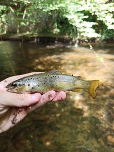 Brown Trout