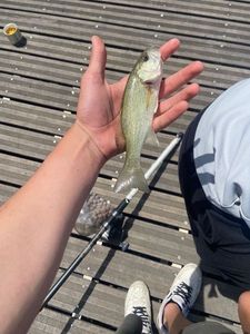 Largemouth Bass