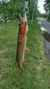 Northern Pike