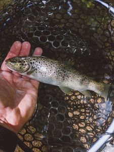 Brown Trout