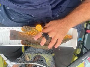 Ballan Wrasse