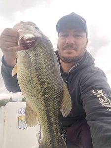 Largemouth Bass
