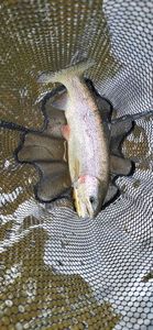 Rainbow Trout