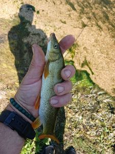 Barbel