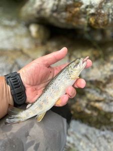Brown Trout