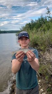 Mountain Whitefish