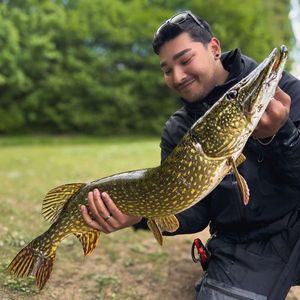 Northern Pike