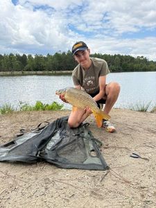 Common Carp