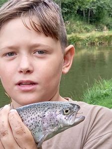 Rainbow Trout