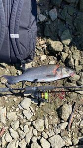 European Bass (Seabass)