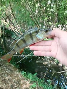 European Perch