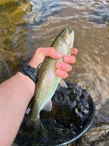 Cutthroat Trout