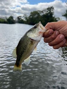 Smallmouth Bass