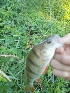 European Perch