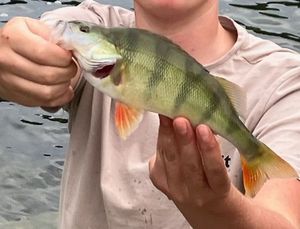 European Perch