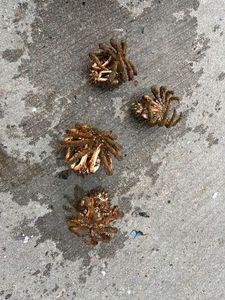 Common Spider Crab
