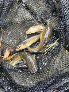 Black Bullhead