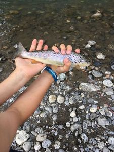 Brown Trout