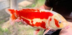 Koï Fish