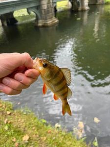 European Perch