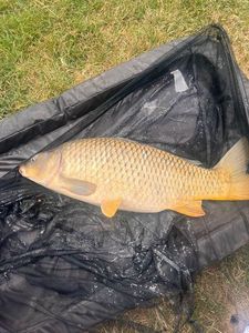 Common Carp