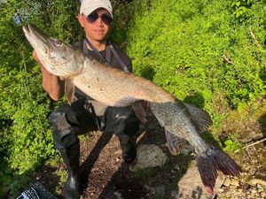 Northern Pike