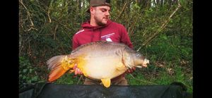 Mirror Carp