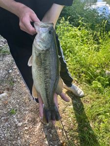 Largemouth Bass