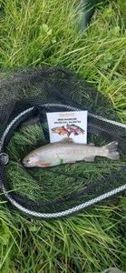 Rainbow Trout