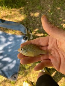Green Sunfish