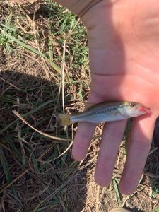 Largemouth Bass